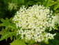 Preview: Sambucus nigra - (Schwarze Holunder),